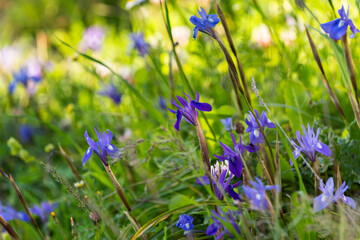 Purple irises, specifically the Iris versicolor variety, growing wildly in a forest in the Judean...