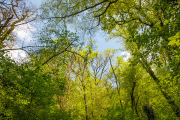 A forest with trees and a clear blue sky