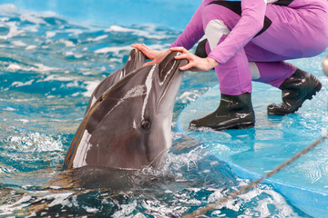 A woman is petting a dolphin in a pool © schankz