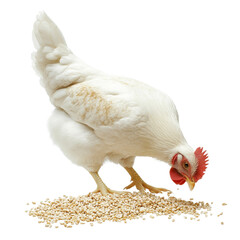 A white hen is feeding on transparent background.