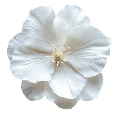 Fototapeta premium A single white flower on transparent background.