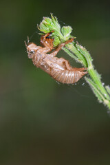 Cicada exuvia clinging to a plant stem, symbolizing molting and the life cycle in nature, France.