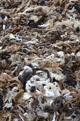 Piled Raw Sheep Wool, Natural Brown and White Wool Fiber, Unprocessed Animal Wool Background, Textured Raw Fleece, Sheared Wool Ready for Processing