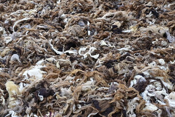 Piled Raw Sheep Wool, Natural Brown and White Wool Fiber, Unprocessed Animal Wool Background, Textured Raw Fleece, Sheared Wool Ready for Processing