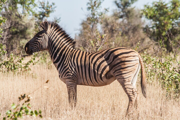 zebra in the savannah