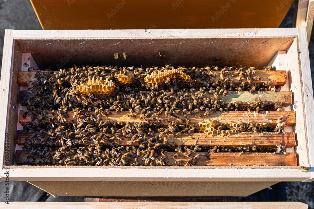 Poster a top view of an open beehive shows honeycomb frames filled with bees, highlighting the fascinating 