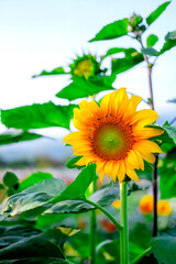 Sunflower. Close-up view, the beautiful yellow flower at the garden.
