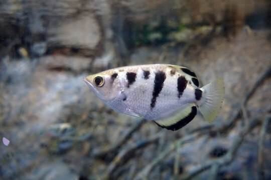Beautiful spotted archerfish in aquarium.                               