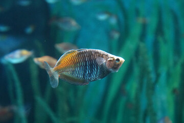 a Boeseman's rainbowfish in aquarium.                             
