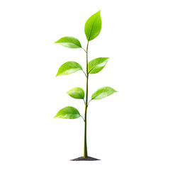 Fototapeta premium growth isolated on a white background