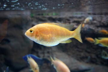 Golden Cichlid fish in aquarium.