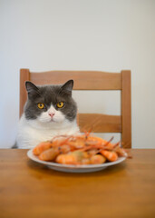 British Shorthair sitting at the table with a plate of shrimp in front of him