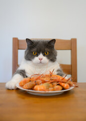 British Shorthair sitting at the table with a plate of shrimp in front of him