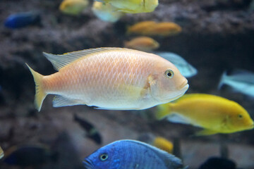 African Cichlid fish in aquarium.   