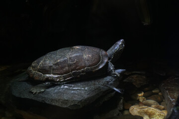 Turtle standing with its neck raised on a rock in the dark   