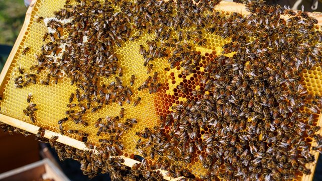 A beekeeper holds a frame of honeycomb filled with bees, highlighting the hive s structure and bees essential role in honey production. Ideal for agriculture and nature topics. - Powered by Adobe