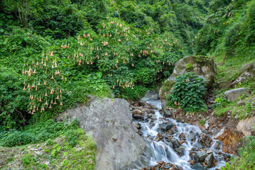 Landscape view of waterfall with flower and green plants