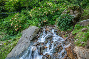 Landscape view of waterfall with flower and green plants