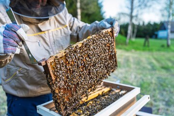 A beekeeper inspects a honeycomb frame filled with bees, showcasing the beekeeping process in an...