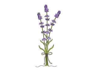 Obraz premium Abstract lavender flower twig, continuous single one line art drawing sketch, logo