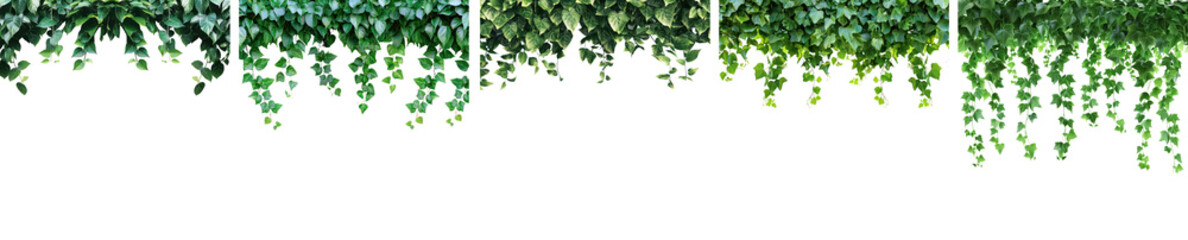 Fototapeta premium A green vine with leaves hanging from a transparent background