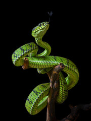 green viper snake