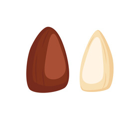 Vector illustration showing pine nuts in various stages including raw, shelled, roasted, and peeled, isolated