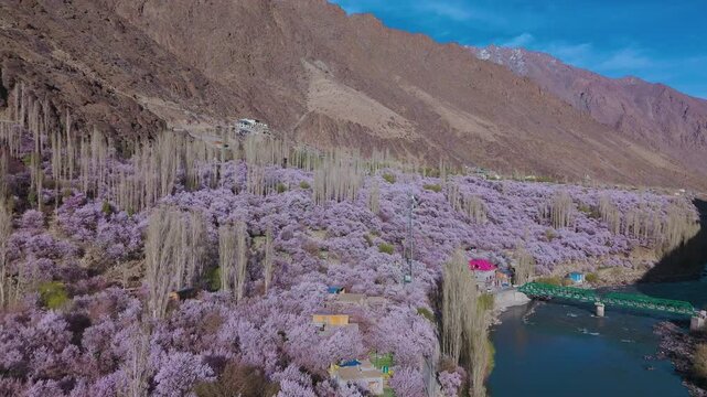 Drone footage where the gentle river beautifully complements the pink and white apricot blossoms in Kargil