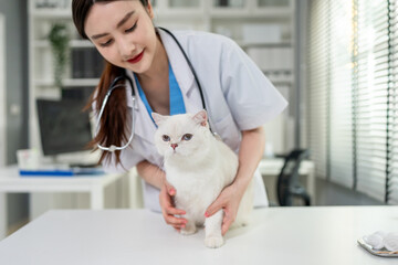Asian female veterinarian examine kitten at veterinary clinic. 