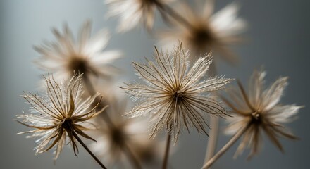 Obraz premium Dried plant seed heads against a plain background