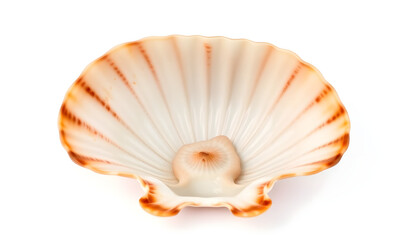Obraz premium Delicate seashell collection coastal beach still life natural environment close-up beauty of nature
