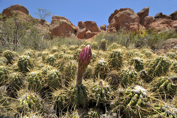 Spring Cactus with Large White and Pink Flowers in Bloom in In the Argentine deserts. Soehrensia or echinopsis candicans
