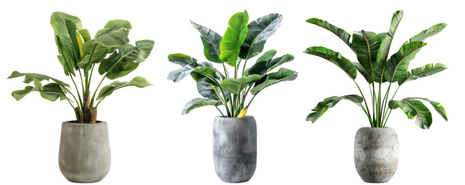 Three potted plants in a row, with a transparent background