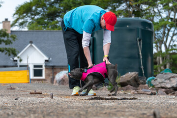 A Staffordshire Bull Terrier enjoying getting attention from a man.