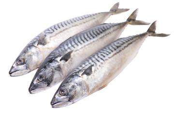 Mackerel fish on white background isolated