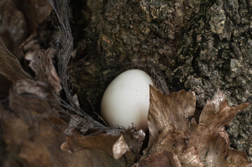 A serene photograph of a bird egg resting amidst dry leaves near a textured tree trunk.