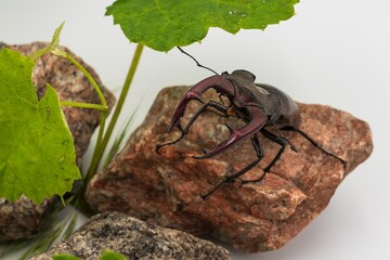 Close-up of majestic male stag beetle with large jaws, among green foliage and granite stones on white background
