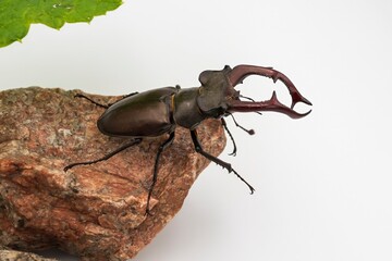 Close-up of majestic male stag beetle with large jaws, among green foliage and granite stones on white background