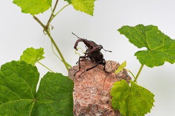 Close-up of majestic male stag beetle with large jaws, among green foliage and granite stones on...