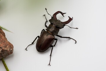 Close-up of majestic male stag beetle with big mandibles