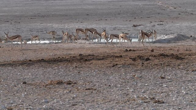 Springbock-Herde an einer Wasserstelle in Etosha