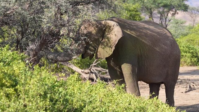 Junger Elefant frisst an einem Baum in der Namibw&uuml;ste