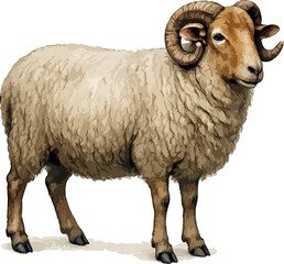 Ovis aries