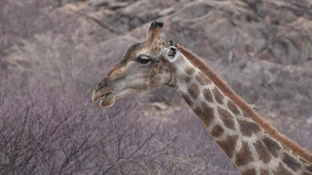 Junge Giraffe in Erongo