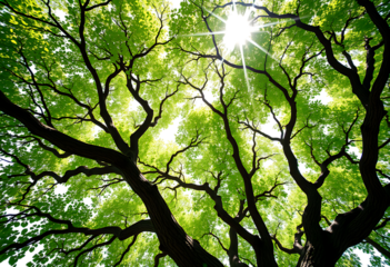 Vibrant green leaves and sunbeams.