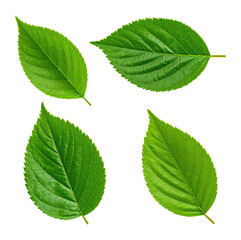 Fresh Green Leaves Isolated on Pristine White Background, Isolated on Transparent Background