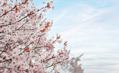 Cluster of pristine white blossoms on a tree branch, bathed in soft, natural daylight, symbolizing...