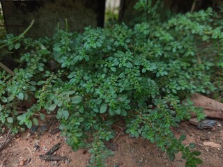 Pilea microphylla also known as katumpangan is a perennial plant native to Florida , Mexico , the West Indies , andtropical Central and South America
