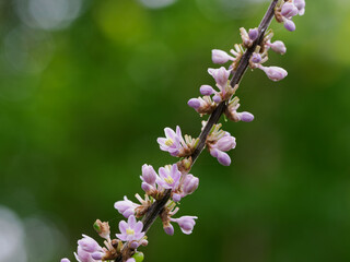 薄紫のヤブランの花