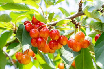収穫期のさくらんぼ 　‐紅秀峰‐